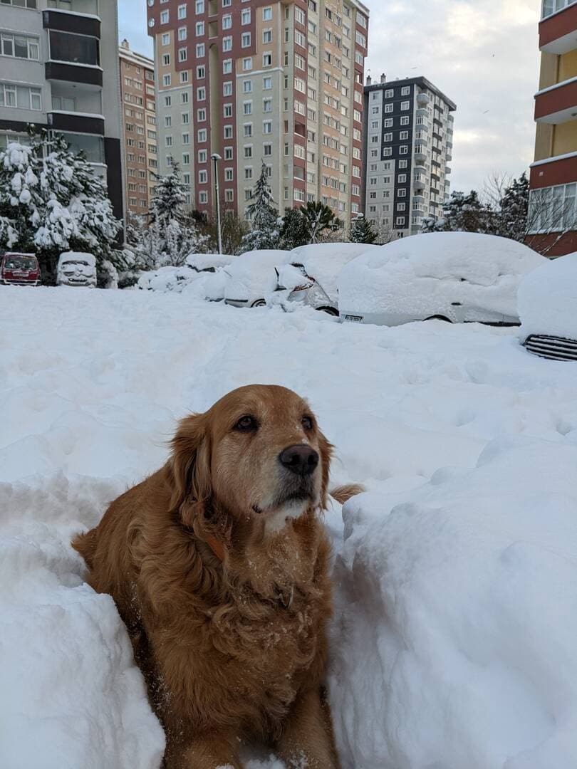 Camada Golden Retriever