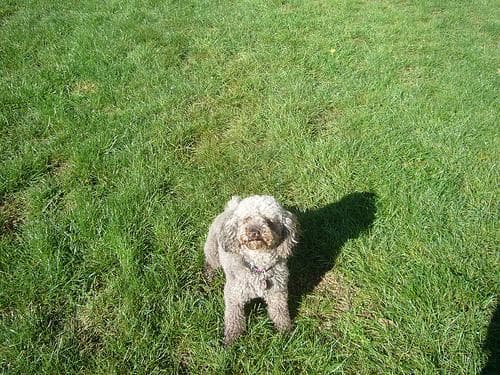 Camada Poodle