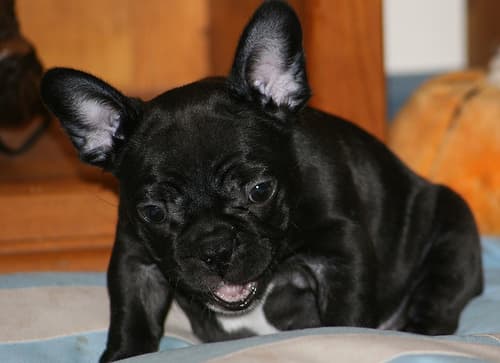 Rocco